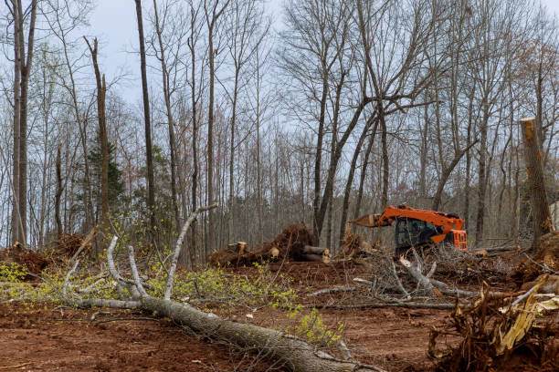 Professional Tree Services in Belle Meade, TN